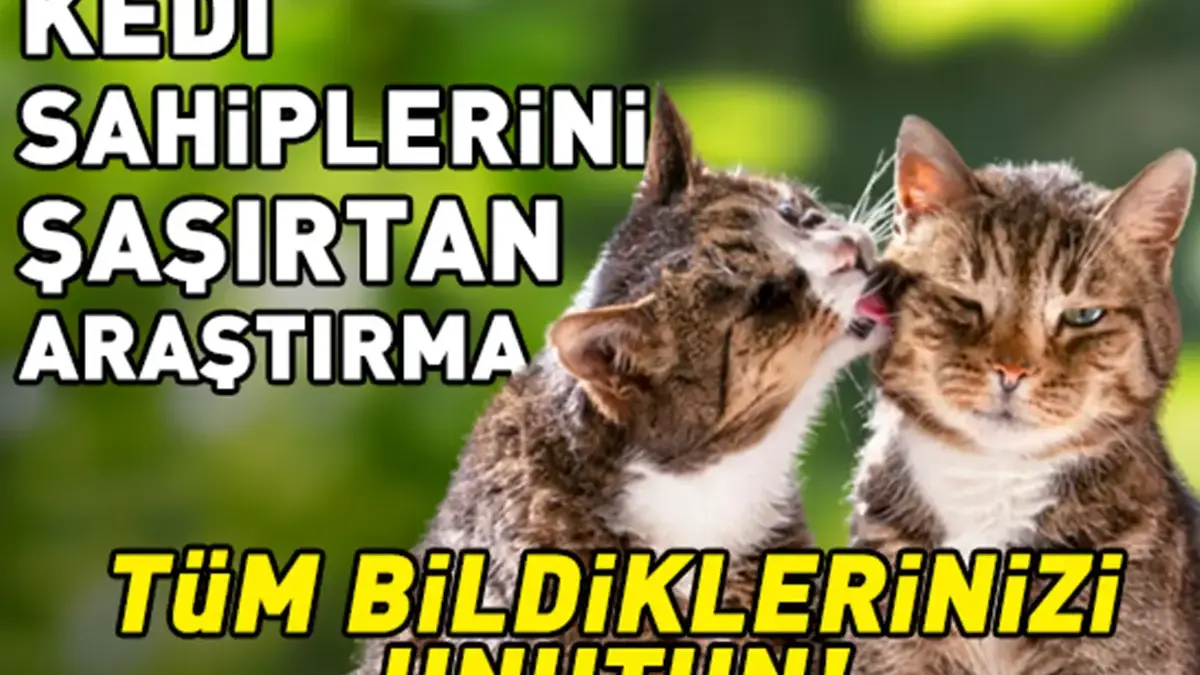 Sadece Sevgi Gösterisi Sanılıyordu! Kedilerin Birbirini Yalamasının Nedeni Belli Oldu
