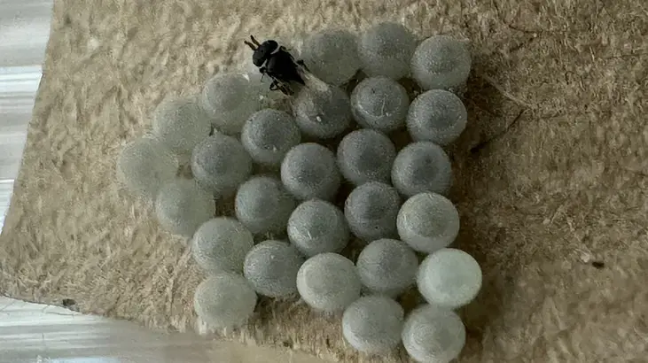 Karadeniz'e samuray arıları bırakılacak! 22 Haziran'da 5 ilde salınacak