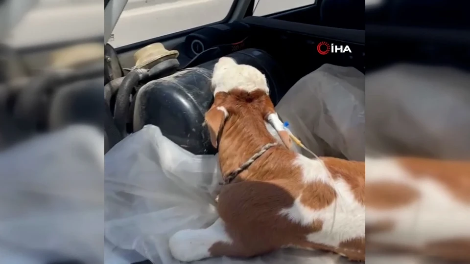 Hasta buzağısını veterinere yetiştiren vatandaş takdir topladı