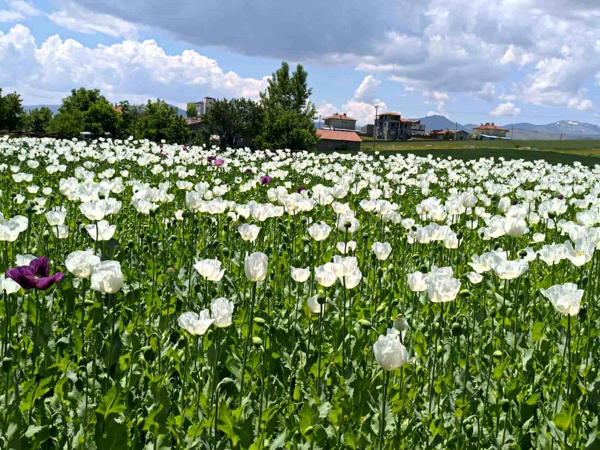 Çiçek açan haşhaş tarlaları adeta doğal fotoğraf stüdyosuna döndü