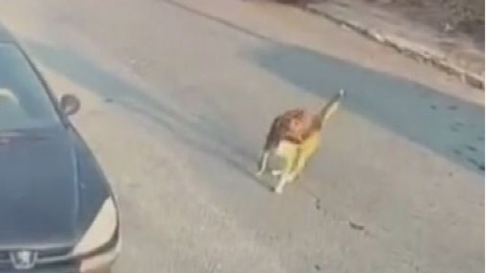 Silivri'de aracıyla sokak köpeğine çarpıp ölümüne neden olan sürücü tutuklandı