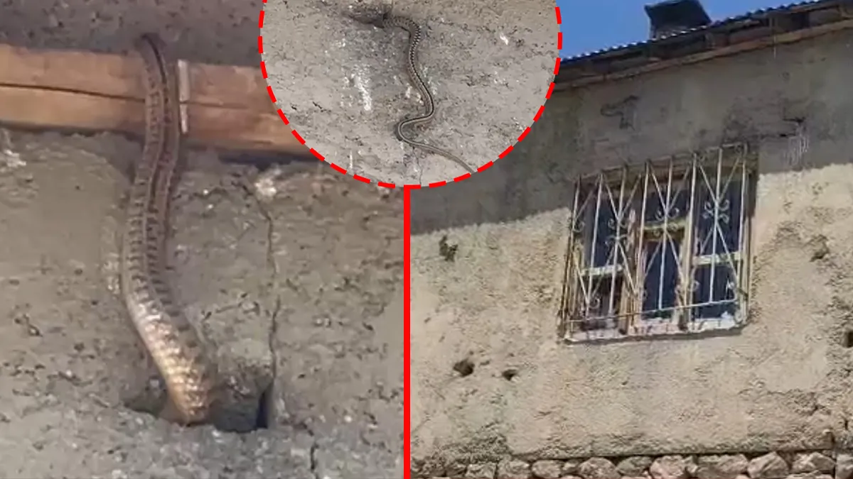 Hakkari’de yılan kabusu! Evin her köşesinden çıkıyorlar: ‘Adeta esir alınmış durumdayız’