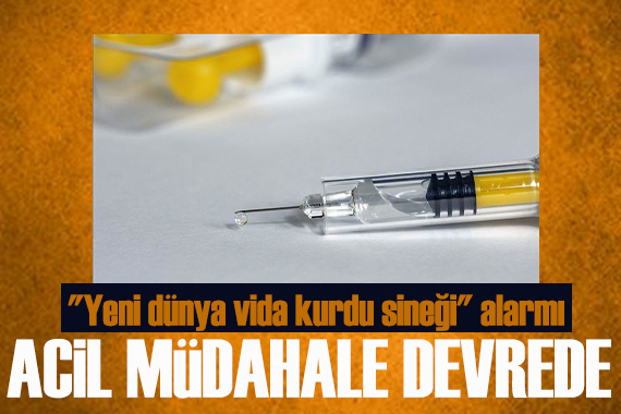 "Yeni dünya vida kurdu sineği" alarmı! Salgın tekrarlanıyor mu?