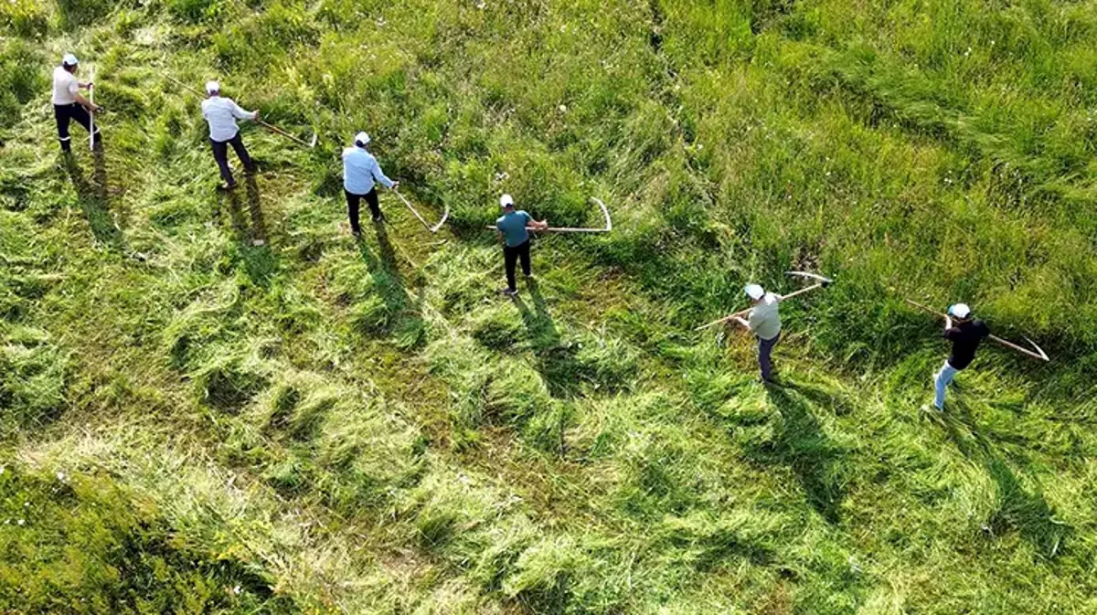 Traktörün giremediği dağlarda tırpan sesleri geliyor: Ağrı ve Kars’ta zorlu kış mesaisi başladı!