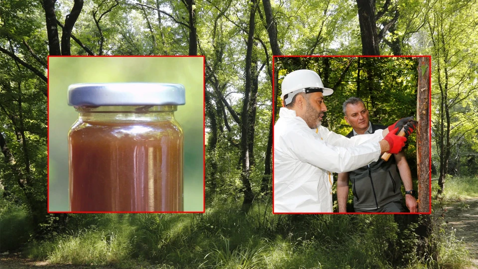 Dünyada sadece üç yerde var: Muğla'da üretim başladı