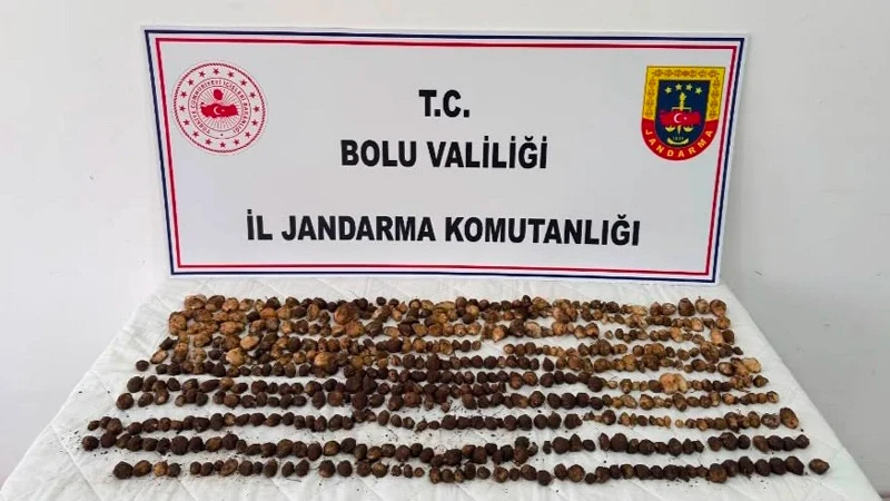 Bolu’da yabani salep toplayan 3 kişiye rekor ceza: 2 milyon 97 bin TL