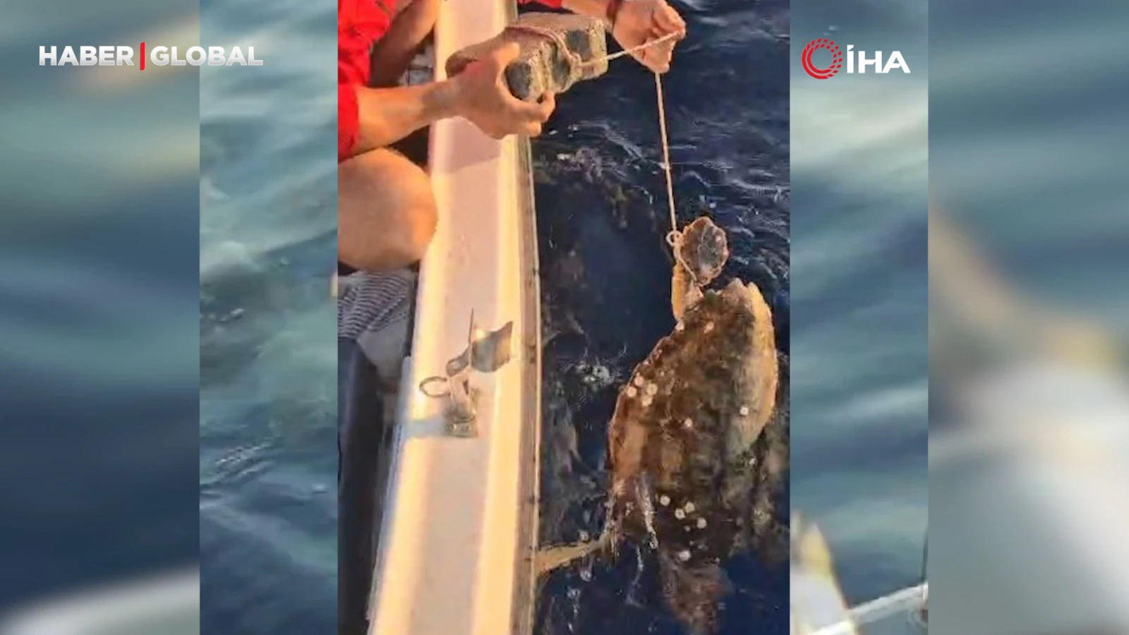 Böyle vicdansızlık görülmedi: Deniz kaplumbağasına işkence!