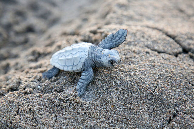 Belek'te caretta caretta yavruları denizle buluşuyor