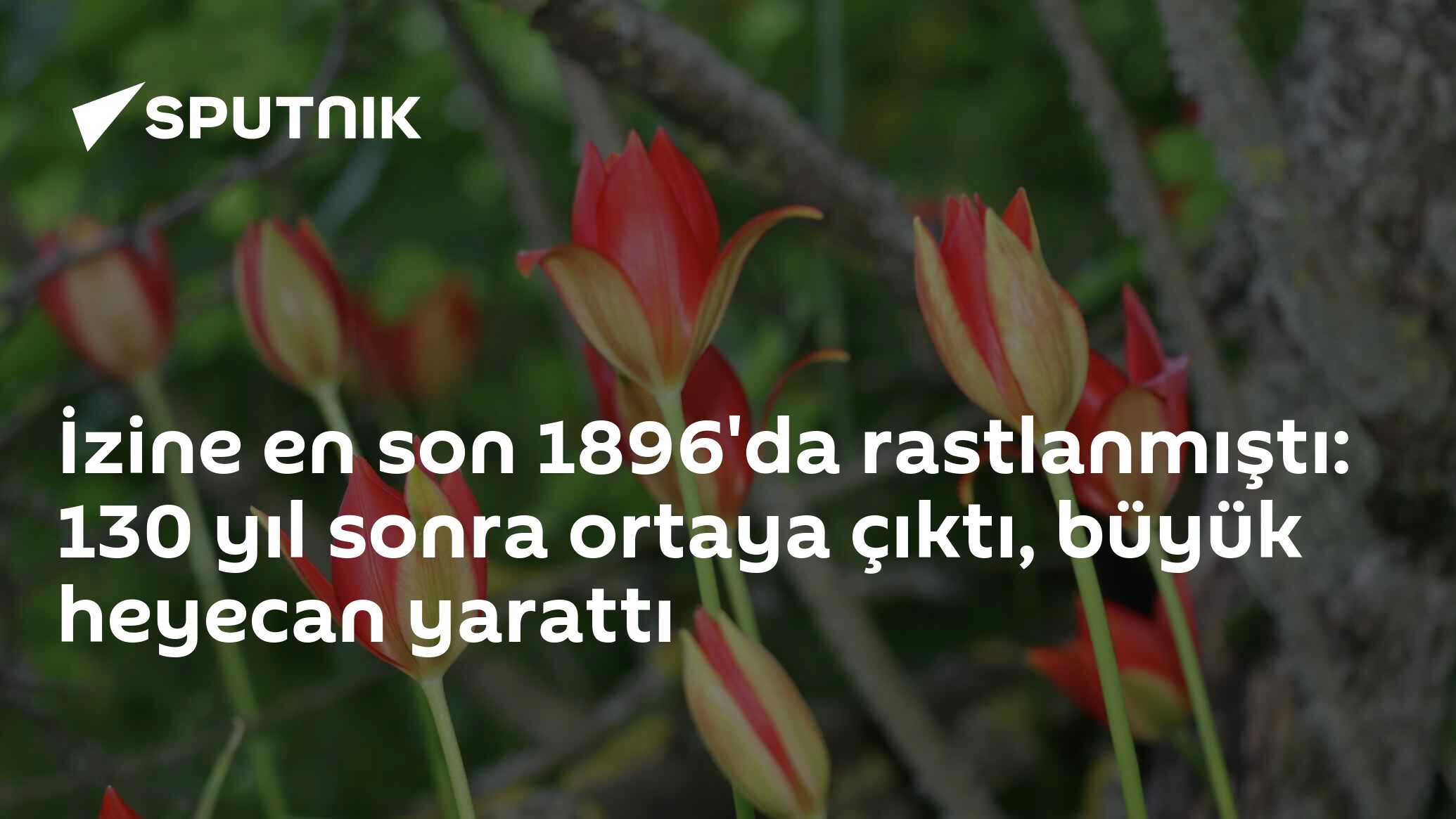 İzine en son 1896'da rastlanmıştı: 130 yıl sonra ortaya çıktı, büyük heyecan yarattı