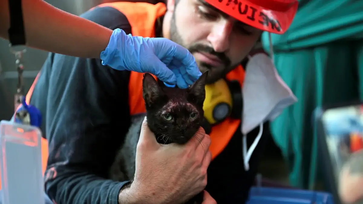 Felaketin üzerinden 25 gün geçti: Venezuela'da enkazın altında kalan kedi kurtarıldı