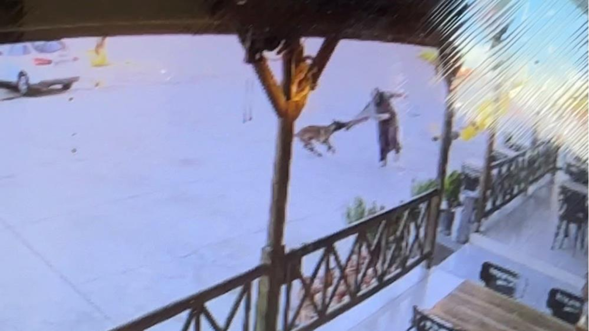 Afyon'da başıboş köpek dehşet saçtı: Kadının kolunu kopardı | O anlar kamerada