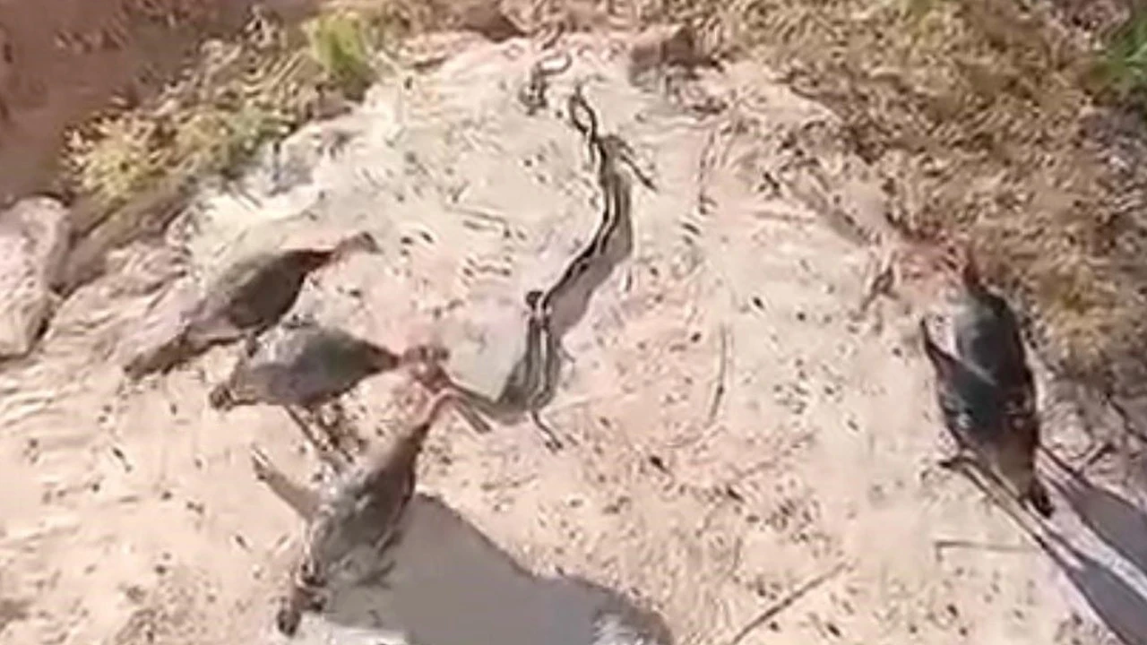 Hindiler bir anda dikkat kesildi! 1,5 metrelik hayvan onları yutabilirdi