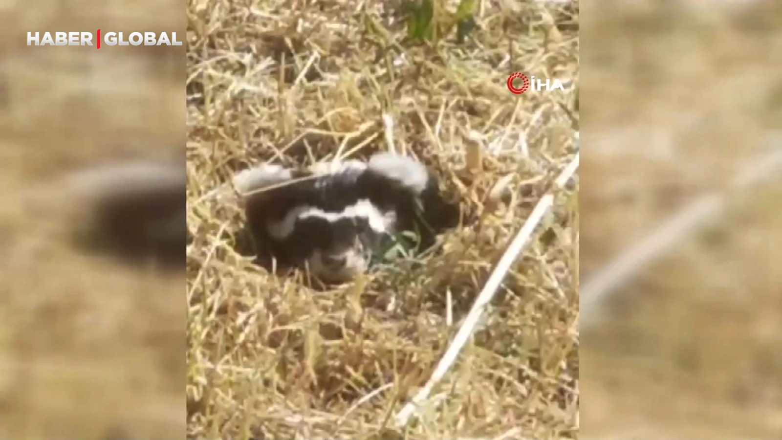 Nesli tükenme tehlikesiyle karşı karşıya olan 'Alaca sansarı' görüntüledi