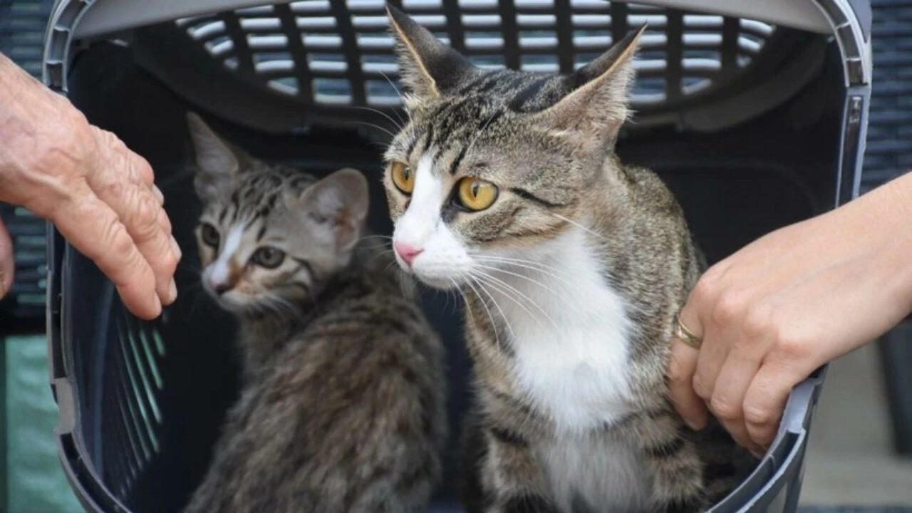 6 milyonda 1'lik mucize! İzmir’de erkek sanılan kedi doğum yaptı!
