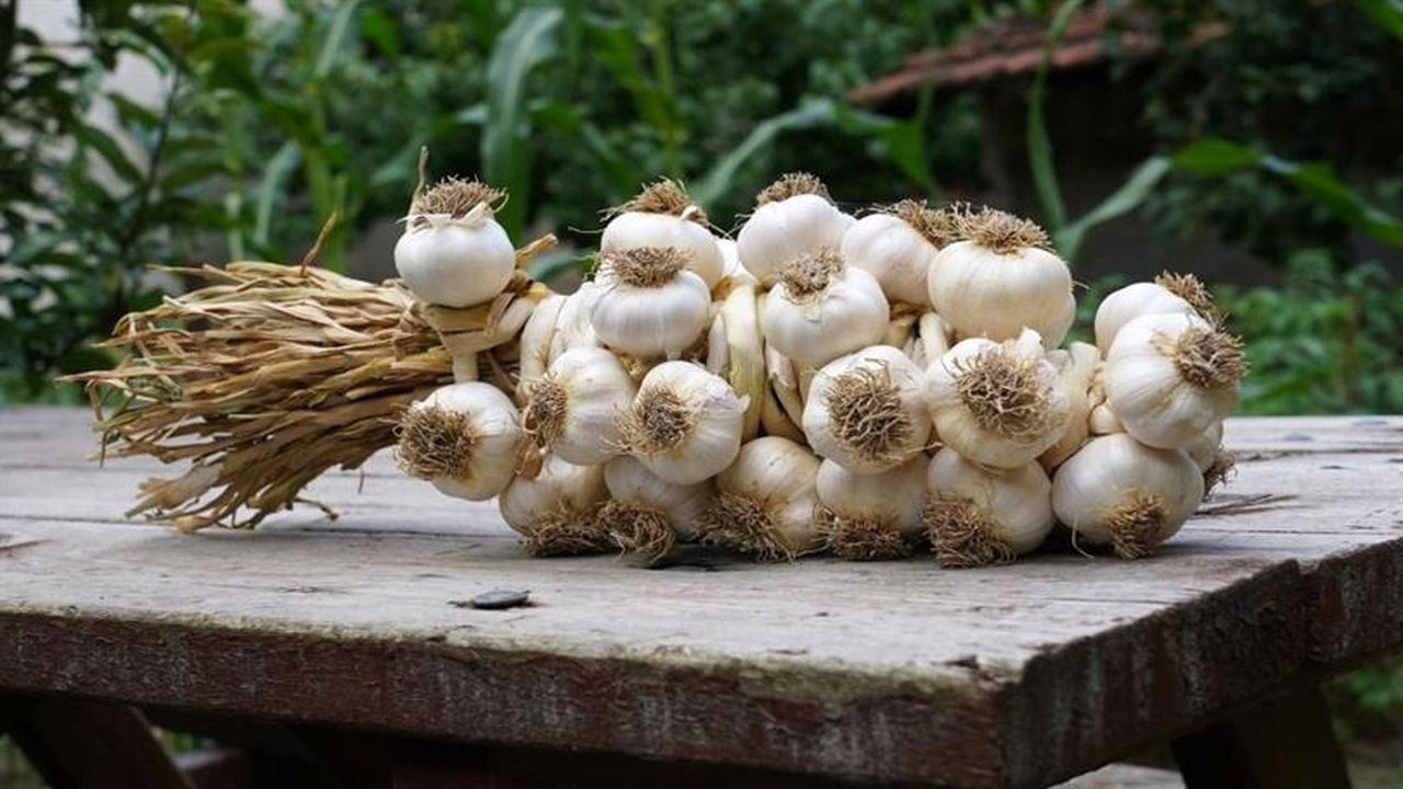 Kastamonu'da üretiliyor: 120 TL'den alıcı buluyor