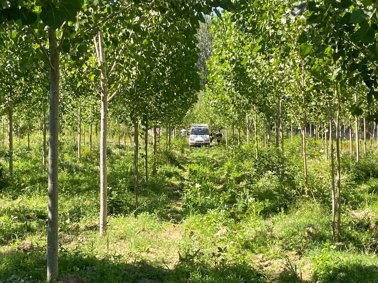 Çevredekiler ihbar etti! Kavaklık alanda ceset bulundu