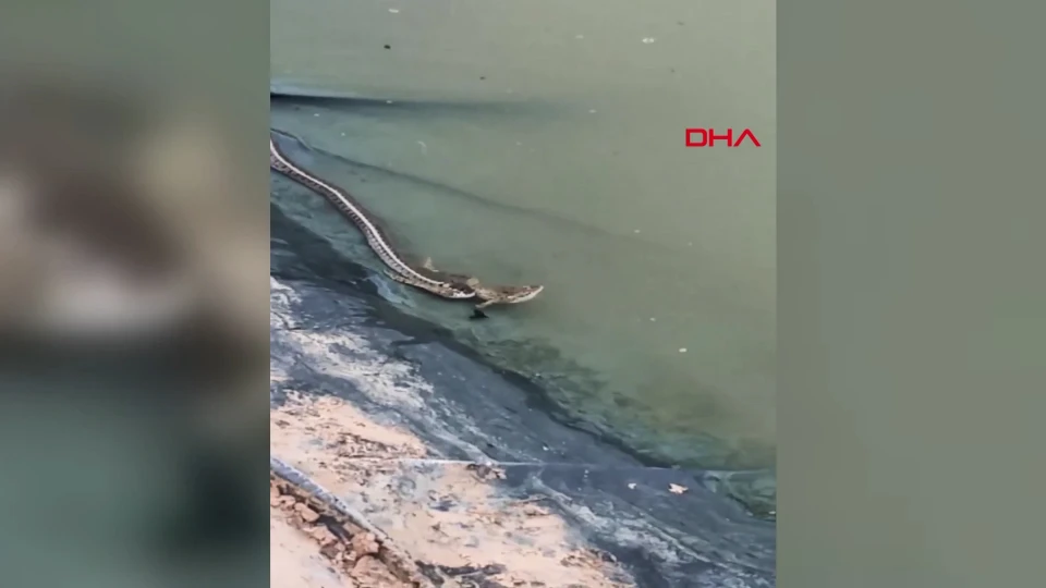 Keşan'da Damalı Su Yılanının Avlanma Anı Görüntülendi