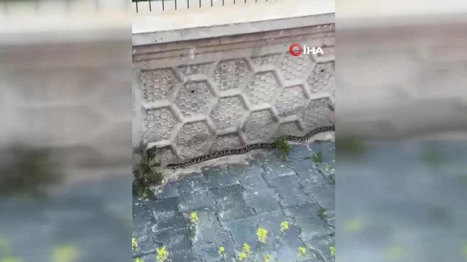 Polatlı'da Sokak Arasında Yılan Tedirginliği: O Anlar Kamerada Yansıdı