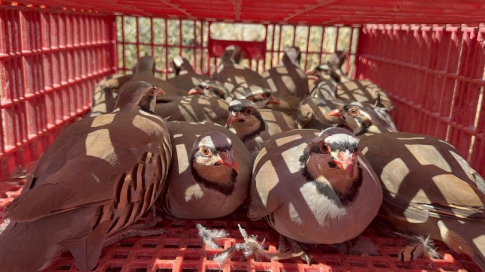 Yozgat'ta doğaya 1000 kınalı keklik bırakıldı