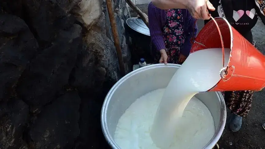 Toplanan inek sütü miktarı mayısta arttı