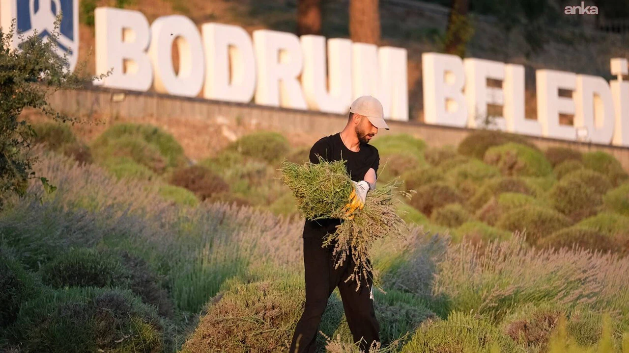 Bodrum'da gençler toprağa dokundu: Tarım kampının 2. etabı tamamlandı