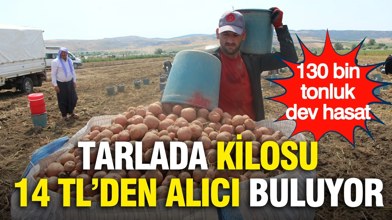Tarlada 14 TL'den alıcı buluyor.… 130 bin tonluk dev hasat başladı