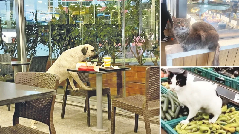 Markette kafede kedi köpek olmaz