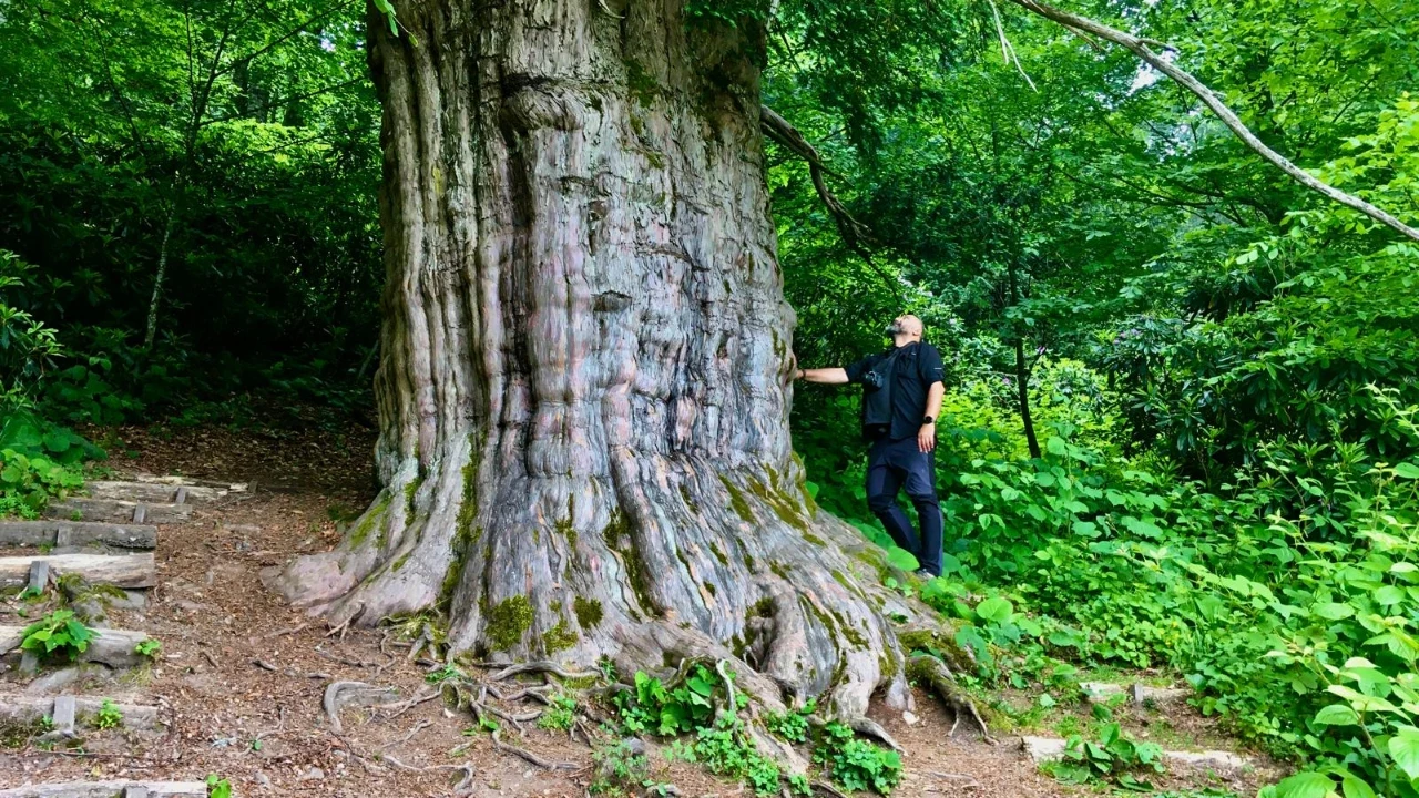 Karadeniz'in anıt porsuk ağaçları tehlike altında