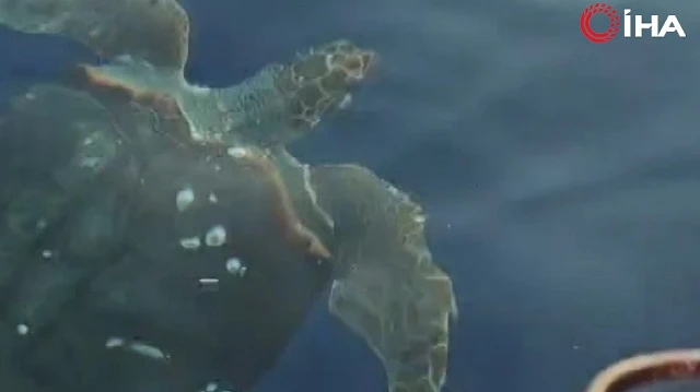 Caretta'nın ayağına taş bağlayıp denize attılar: Amatör balıkçılar 2 saat uğraşarak kurtardı