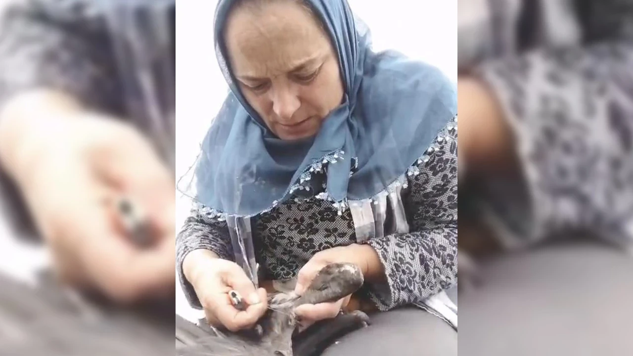 Yaralı karabatağı kurtaran vatandaş ısırıldı: "Aşk olsun sana"