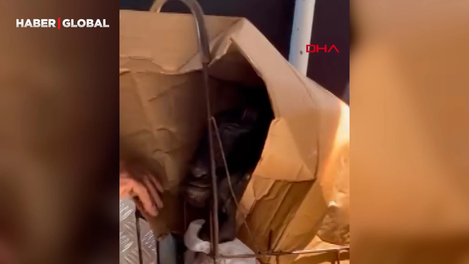 Pazar arabasına koyduğu keçisiyle dolmuşta yolculuk yaptı