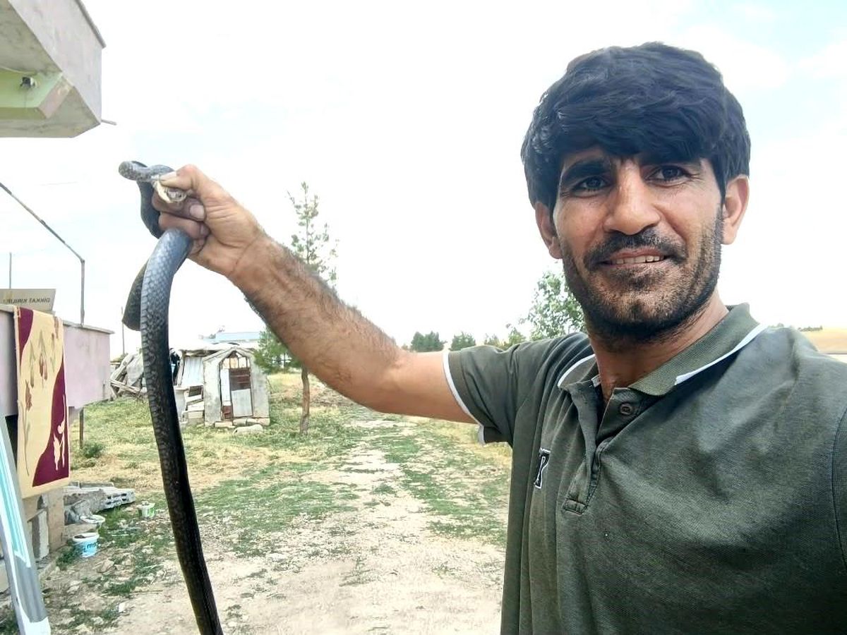Siirt'te evine giren yılanı eliyle yakaladı