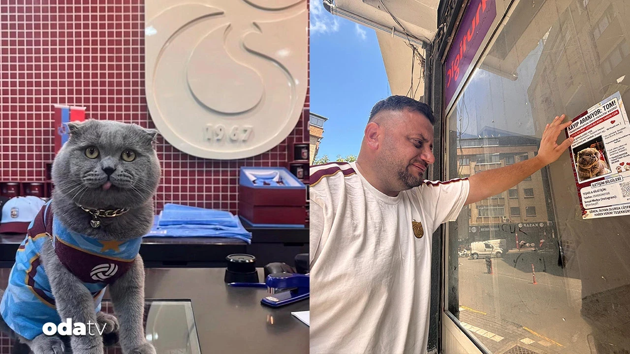 Trabzonsporlu kedi camdan düştü: Kayıp... Sahibinin gözyaşları