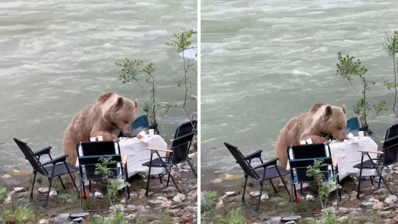 Piknikçiler kaçtı, sofraya ayı oturdu