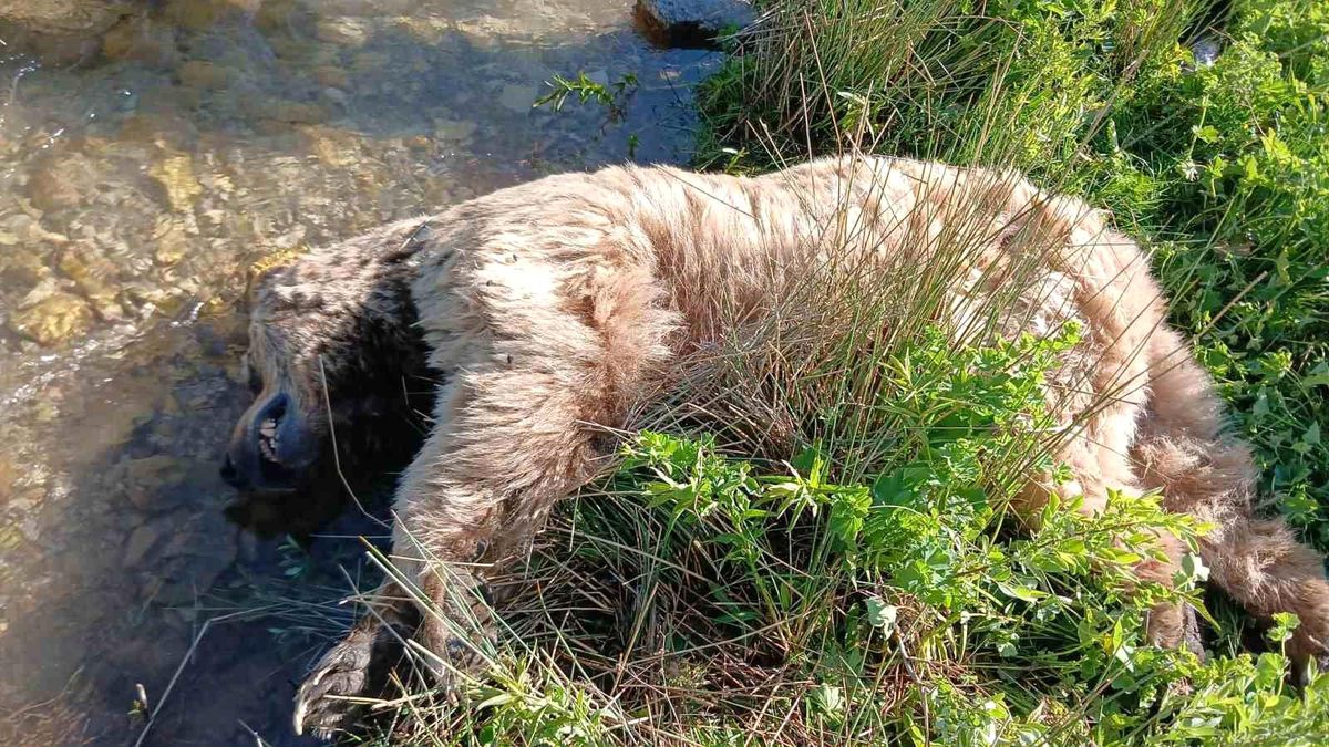 Bayburt'ta yaralı halde görülen bozayı ölü bulundu