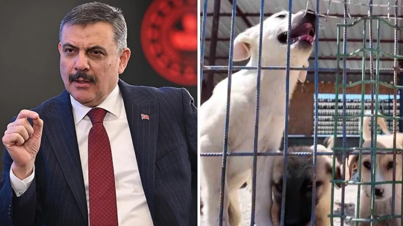 Bakan Mustafa Çiftçi’nin Erzurum’daki sokak köpeği başarısı Türkiye’ye örnek oluyor