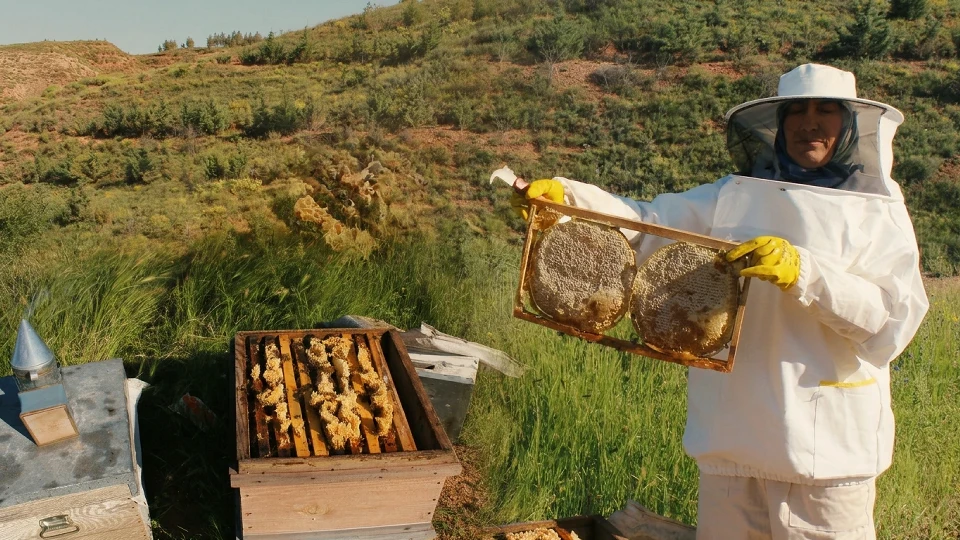 Bir kovandan 15-20 kilo bal alıyorlardı: Yağmurun etkisiyle 35-40 kilo hedefliyorlar