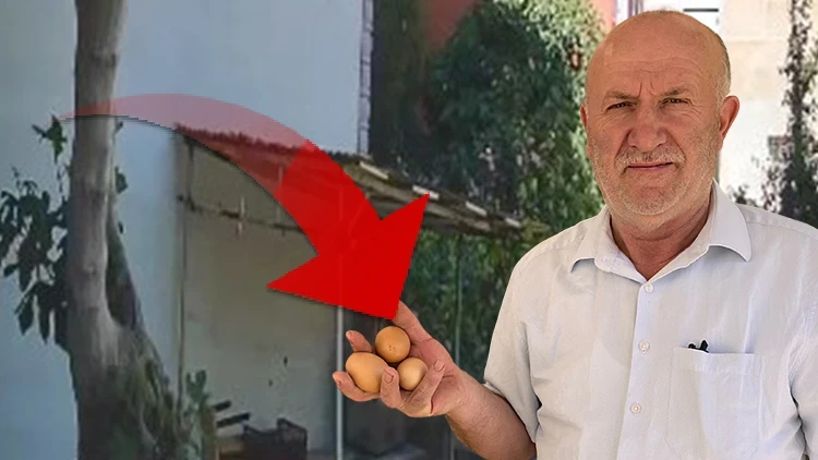 'Delil var ama polise gidemiyoruz' | Her gün yumurtaları çalınıyordu: Görüntülere bakınca hayrete düştü!