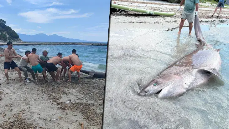 Yer: Kuşadası! 3 metrelik boz camgöz köpekbalığı kıyıya vurdu