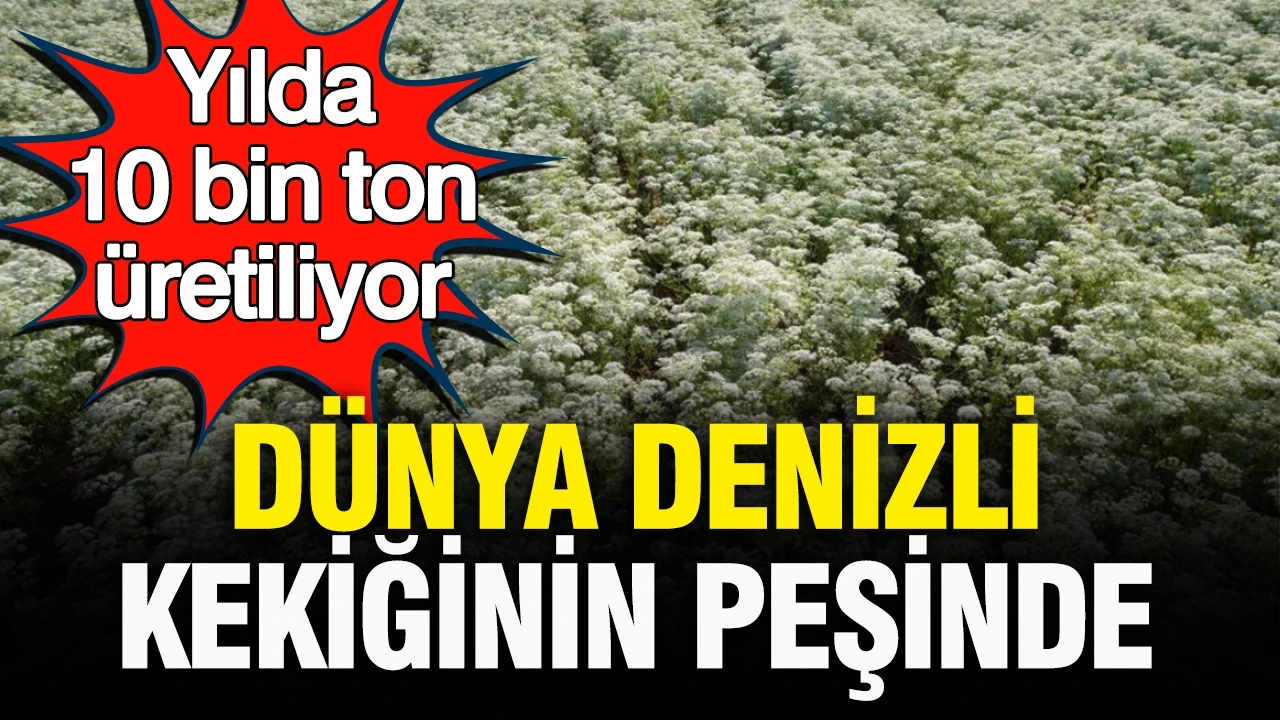 Dünya Denizli kekiğinin peşinde: Yılda 10 bin ton üretiliyor