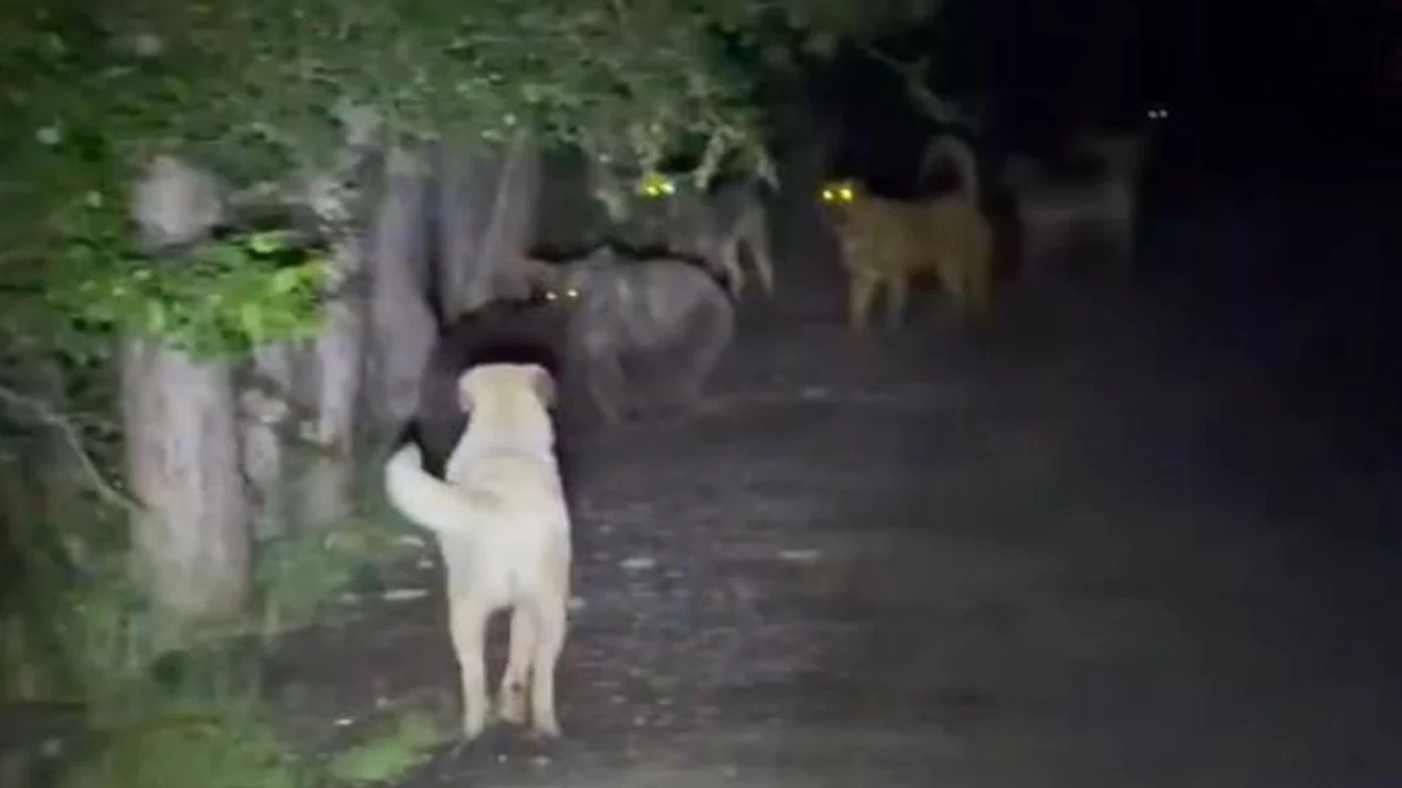 Kızılcahamam'da sokak köpekleri ve ayılar kavga etti! O anlar kameralara yansıdı
