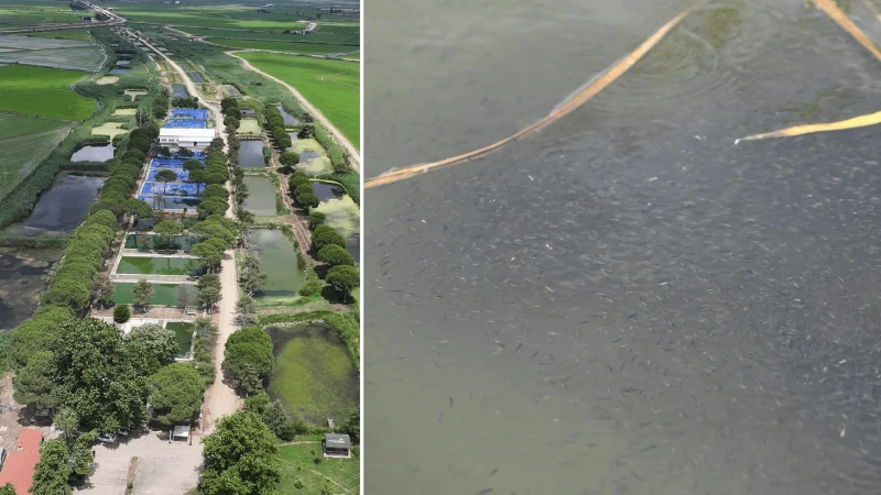 Edirne’de üretilen 40 milyon sazan yavrusu su kaynaklarıyla buluştu