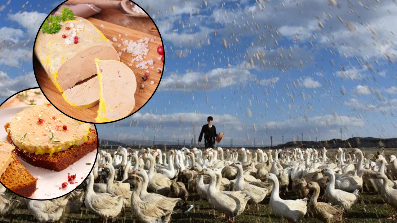 Boğazlarına tüp sokup zorla besliyorlar! Dünyaca ünlü lüks lezzet o ülkede yasaklandı