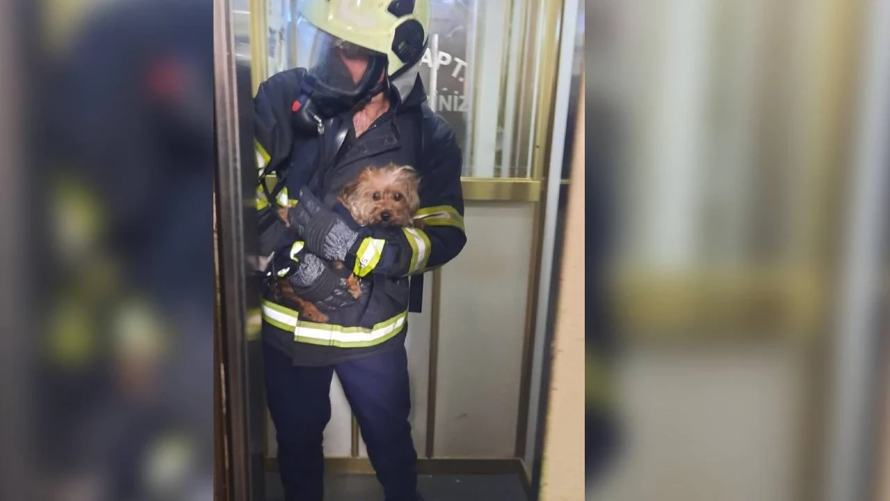 Adana'da apartman yangını: Mahsur kalan 'can dostu' itfaiye kurtardı
