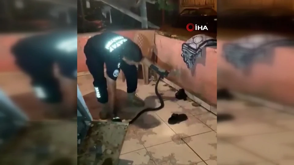 Hatay'da Bulaşık Makinesine Giren İki Metrelik Yılan Paniği