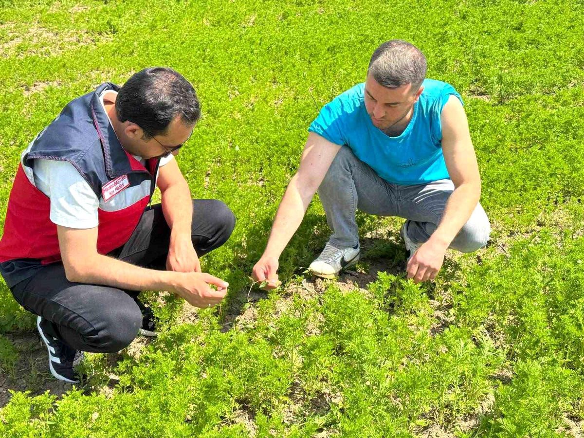 Çavdarhisar'da çörek otu üretim alanlarında kontrol