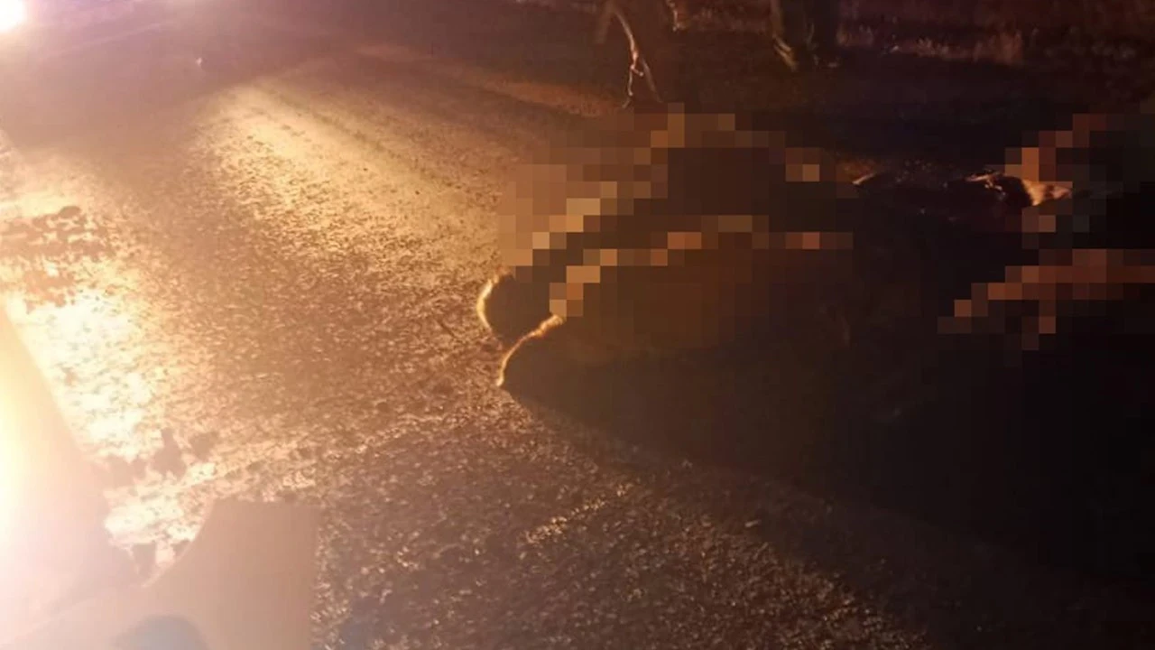 Diyarbakır'da 15 koyun telef oldu! Sürü dağıldı