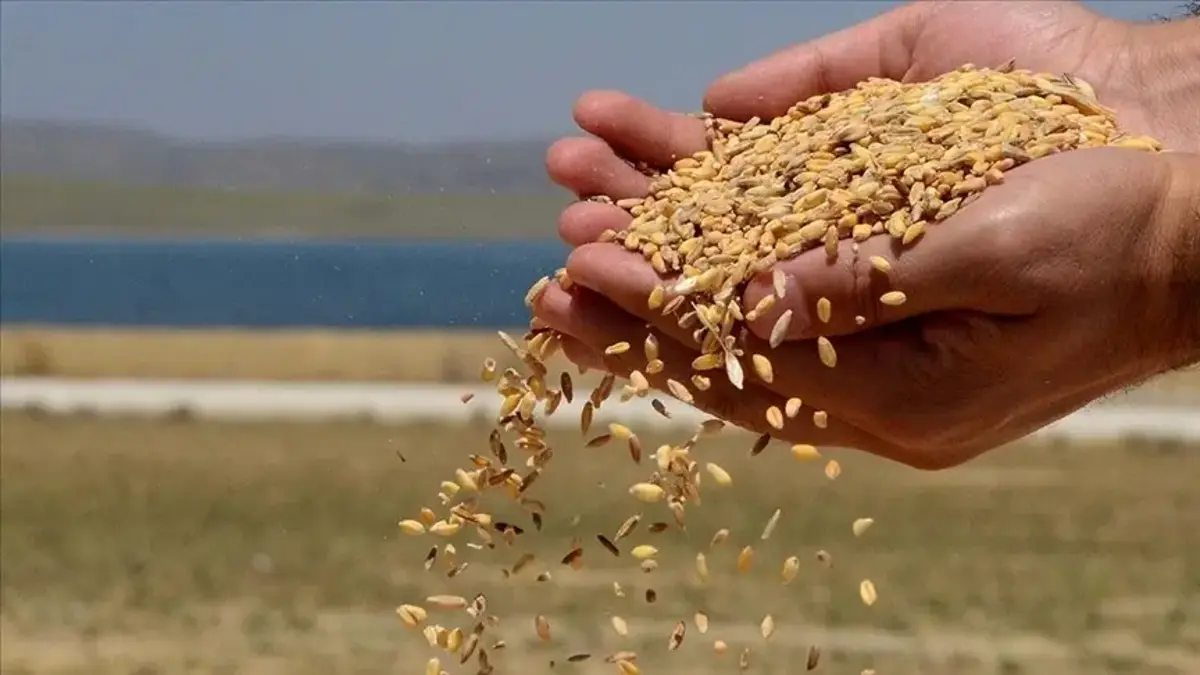 Hububat ihracatı 6 ayda 5,8 milyar doları aştı! En fazla ihracat Irak'a yapıldı