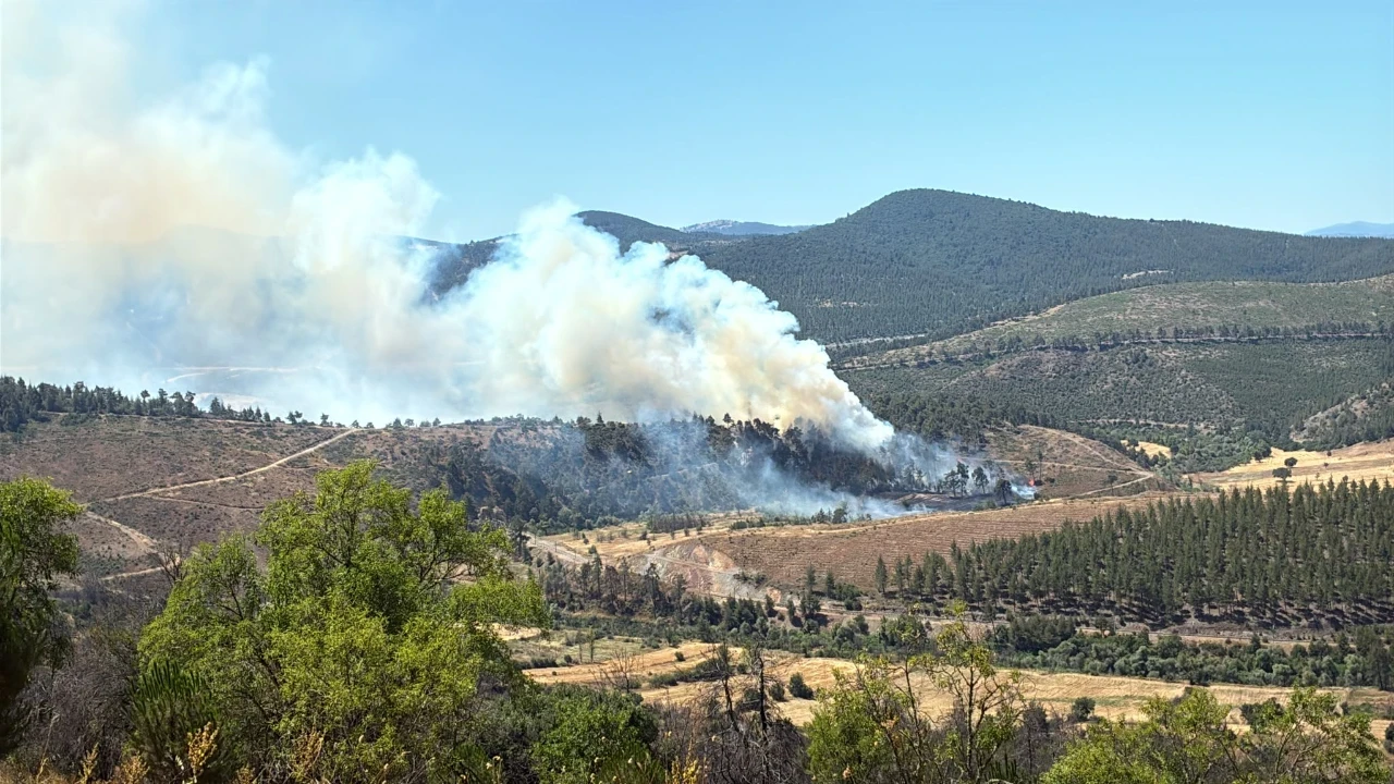 Bursa'da orman yangını