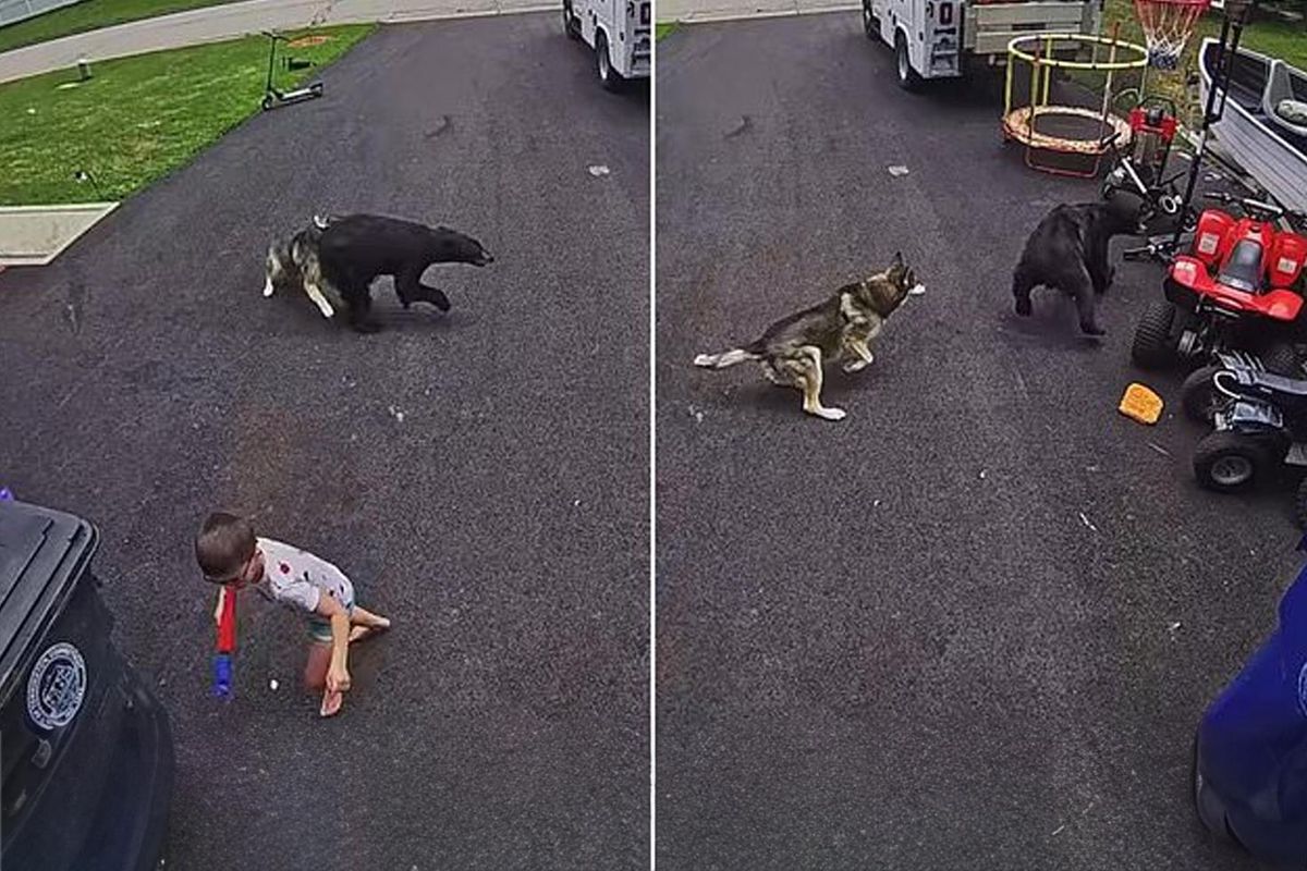 6 yaşındaki çocuğu ayı saldırısından köpeği kurtardı
